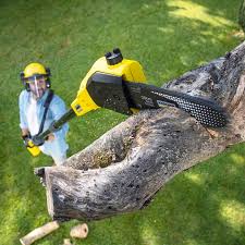 Best Lawn Watering Services  in Thorndale, PA